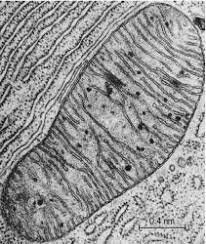 A mitochondrion is a membrane bound organelle found in eukaryotic cells. 72 Microscopic Study Ideas Microscopic Microscope Microscopic Images
