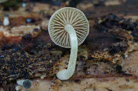 Image result for Simocybe centunculus