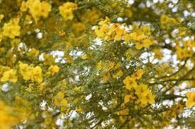 California poppy eschscholzia californica* (native) family: Plant Id Forum Yellow Flowering Tree In Southern California Central Valley Garden Org