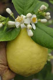 However, they do benefit from visiting bees, other beneficial insects as well as a small amount of breeze, which all contribute to higher fertilization and a bigger lemon crop. Ponderosa Lemon Edible Landscaping Lemon Tree Lemon Blossoms Citrus Trees