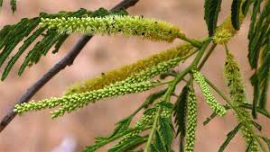 Image result for Entada abyssinica