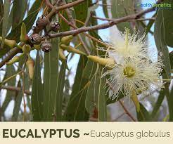 We did not find results for: Eucalyptus Facts And Health Benefits