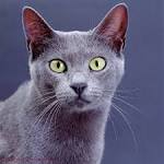 Cat Breed List of Grey Cats