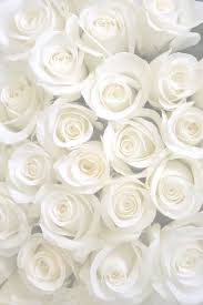Download free white rose png images. Beautiful Rose Background