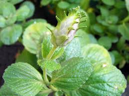 Image result for Coleus caninus