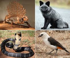 Maybe you would like to learn more about one of these? Amniote Wikipedia