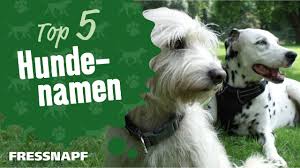Hier finden sie eine übersicht der schönsten hundenamen mit c wir helfen ihnen bei der suche nach einem schönen hundenamen mit c hundeinfo24.de. Top 5 Hundenamen Youtube