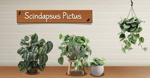 Juga disebut satin silver pothos, tanaman hias rambat yang tumbuh lambat ini sangat mudah dirawat. How To Grow Scindapsus Pictus Step By Step Care Guide