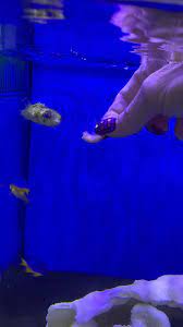 Kelly Hand Feeding Our Baby Porcupine Old Town Aquarium