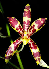 Image result for Ansellia