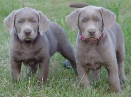 If you want something new and fun, check out our rare colors! Oregon Labradors And Washington Labradors Silver Lab Puppies Silver Labrador Puppies Silver Labrador