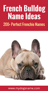 These dogs stand taller, are built slimmer and do not have a very short, punched in snout. Sweet And Stylish Dog Names Perfect For A French Bulldog Frenchie Names Don T Get Much Better Tha French Bulldog Names Bulldog Names French Bulldog Names Girl
