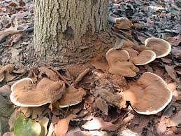 Image result for Ganoderma applanatum