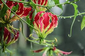 Image result for Gloriosa superba