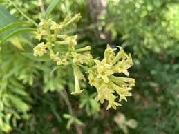 Image result for Cestrum parqui
