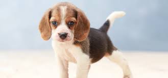 I also provide product recommendations for my favorite pest extermination products. Can Dogs Hear Ultrasonic Pest Repellers Wag