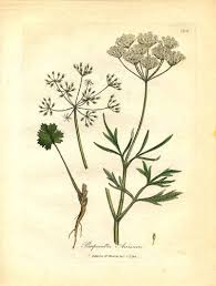 Image result for Pimpinella