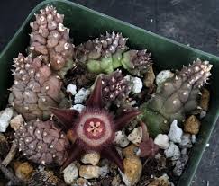 Image result for Duvalia