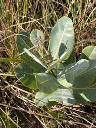 Image result for Ozoroa nitida