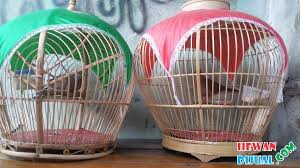 Mengenal jenis burung cucak keling makanan dan harga mitos ciri jalak putih (harga suara) paling bagus 29 puter gani asal usul perkutut bangkok. Dijual Burung Tekukur Kuk 2 Mitos Katuranggan Hewandijual Com