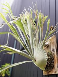 Image result for Platycerium