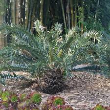 Image result for Encephalartos