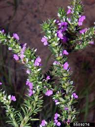 Image result for Muraltia