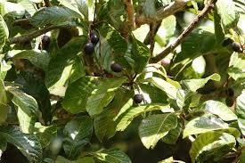 Image result for Beilschmiedia michelsonii
