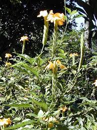 Image result for Crossandra greenstockii