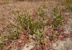 Image result for Diospyros chamaethamnus