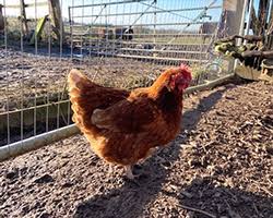 C'est une maladie infectieuse, virale, très contagieuse, affectant les oiseaux domestiques (volailles) et sauvages qui peut, selon les souches, se transmettre à l'homme. Oms Europe Infection Humaine Par La Grippe Aviaire A H5n8 En Federation De Russie