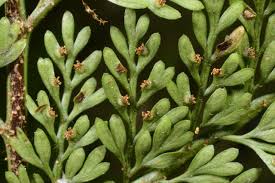 Image result for Asplenium bugoiense