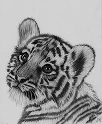 Simple lesson on how to draw a cute cartoon tiger cub. Charcoal Drawing Tiger Cub Original By Edgarsart Steemit