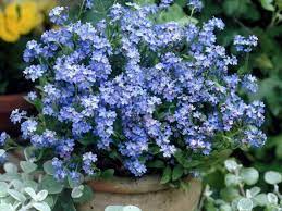 How To Grow And Care For A Forget Me Not Plant World Of Flowering Plants Forget Me Nots Flowers Planting Flowers Plants