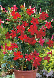 Miras46 S Image Container Flowers Plants Mandevilla Plant