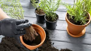Bei älteren, fest eingewachsenen exemplaren dagegen schon. Krauter Umtopfen Leicht Gemacht Mit Tipps Und Tricks Gartenzeile De