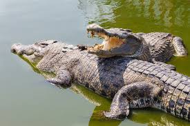 Saltwater Crocodile Guide: Diet And Where They Live In The Wild - Discover  Wildlife