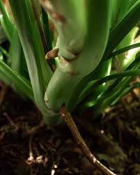 Monstera Node Monstera Monstera Deliciosa This Or That Questions