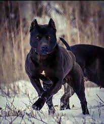Black American Pit Bull Terrier Puppies Pin On Cachorro