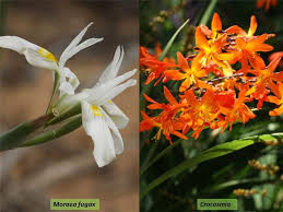 Image result for Iridaceae