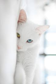 Imgfave Amazing And Inspiring Images Cute Kittens Sevimli Kedi Yavrulari Kedileri Seviyorum