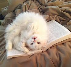 猫の謎を解明 本を読み出すと邪魔してくる猫の行動の真相を入手 可愛すぎる動物 キュートな猫 白い子猫