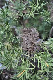 Image result for Barleria spinulosa