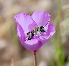 They can see individual flowers while traveling at a high rate of speed. Mystery That Baffled Darwin Solved Clever Strategy Some Flowers Use To Ensure Effective Pollination By Bees