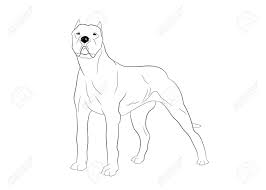 Pacing in a dogo is not accepted and is a serious fault against the dogo argentino breed standard. Dogo Argentino Cordoba Hunting Dog Vector Outline Stock Illustration Royalty Free Cliparts Vectors And Stock Illustration Image 140524068