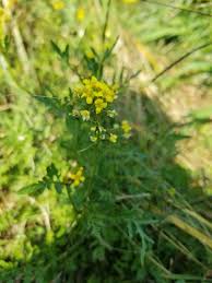 Image result for Rorippa nudiuscula