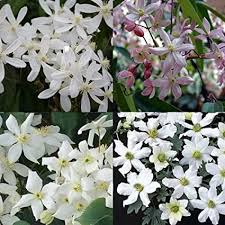 Check spelling or type a new query. Clematis 4 Burdock Rplanzen White Evergreen 1 5 Litre Potting Mix Clematis Apple Blossom Clematis Snow Drift Clematis Avalanche Clematis Early Sensation White Pink And Green Clematisonline Climbing Plants And Flowers Amazon De Garden