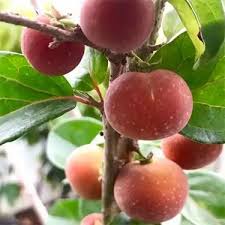 Image result for Dioscoreophyllum