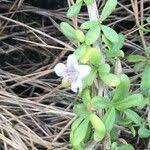 Image result for Lycium mascarenense