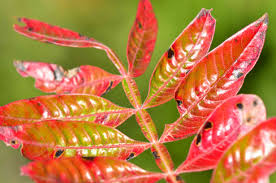 Check spelling or type a new query. 12 North American Sumac Trees And Shrubs